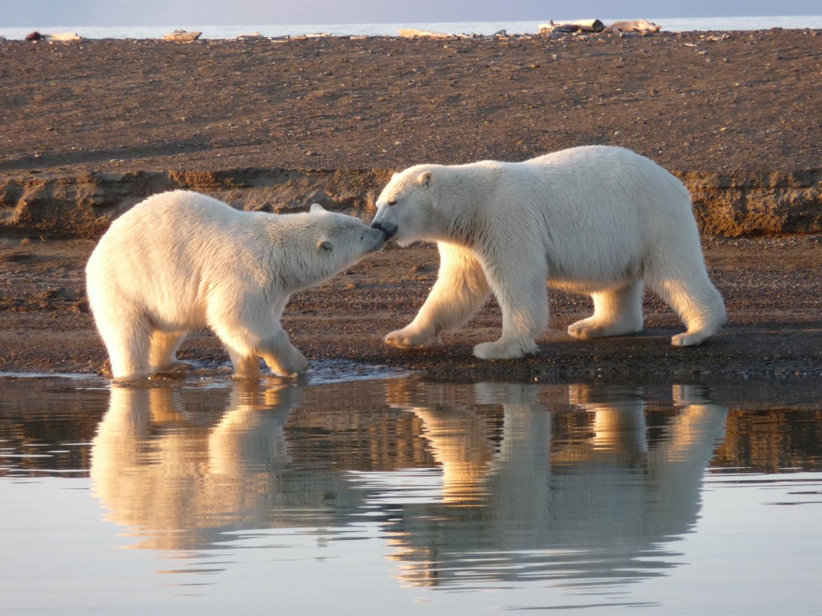 Горбатые киты Аляска