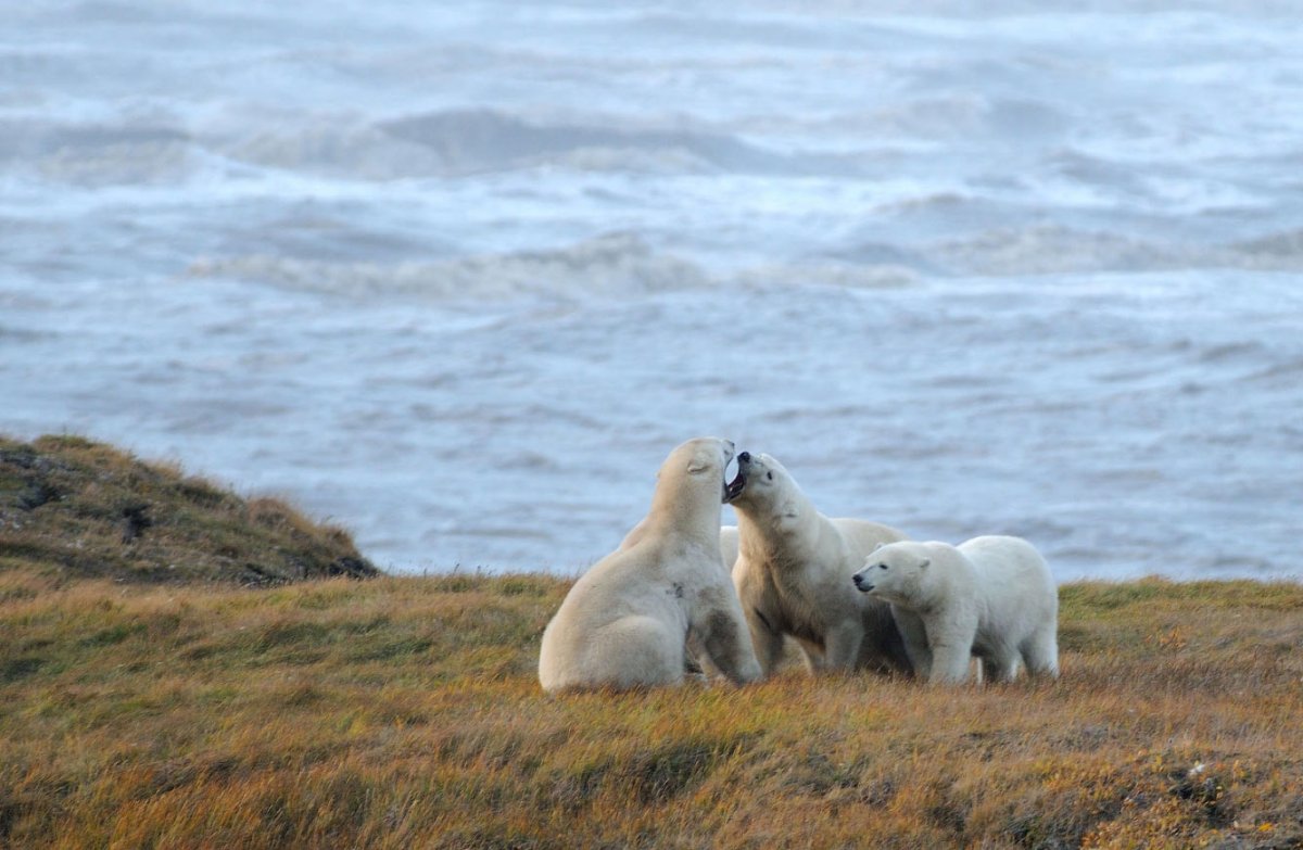 Природа Аляски Лось