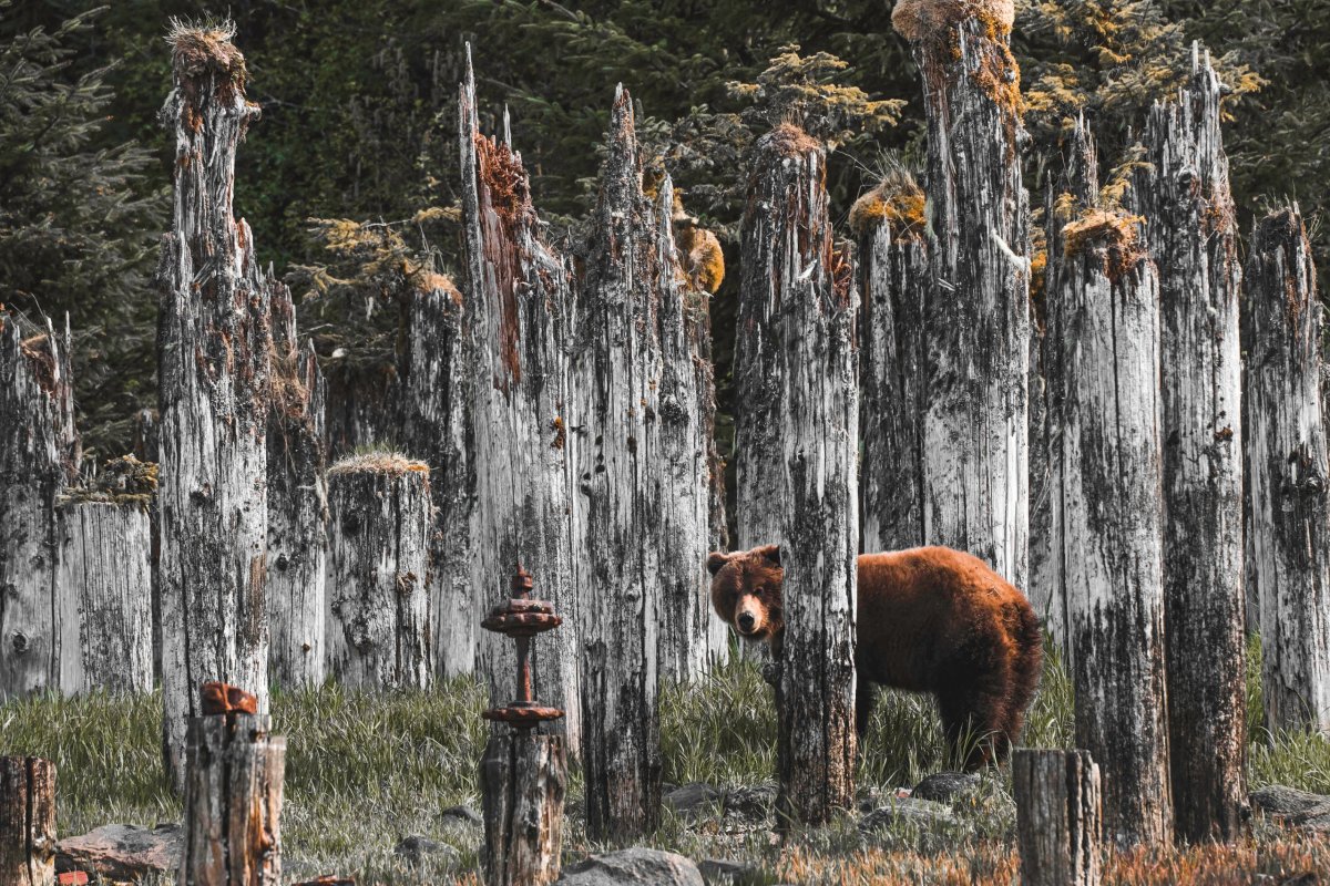 Зимние Alaska Elk