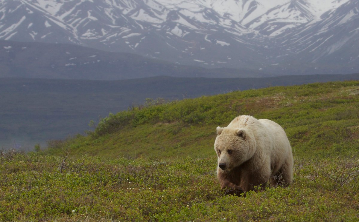 Дикая природа Аляски заповедник Денали