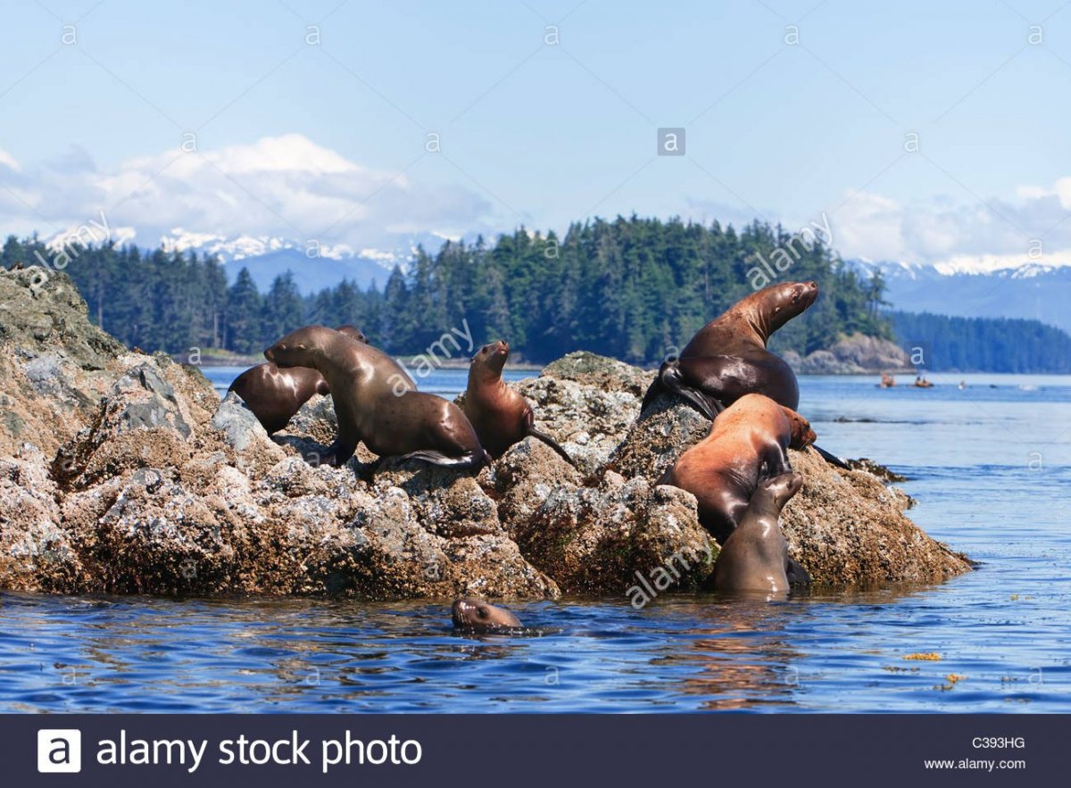 Аляска природа животный мир