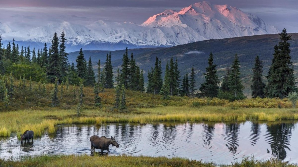 Бурый медведь с Аляски