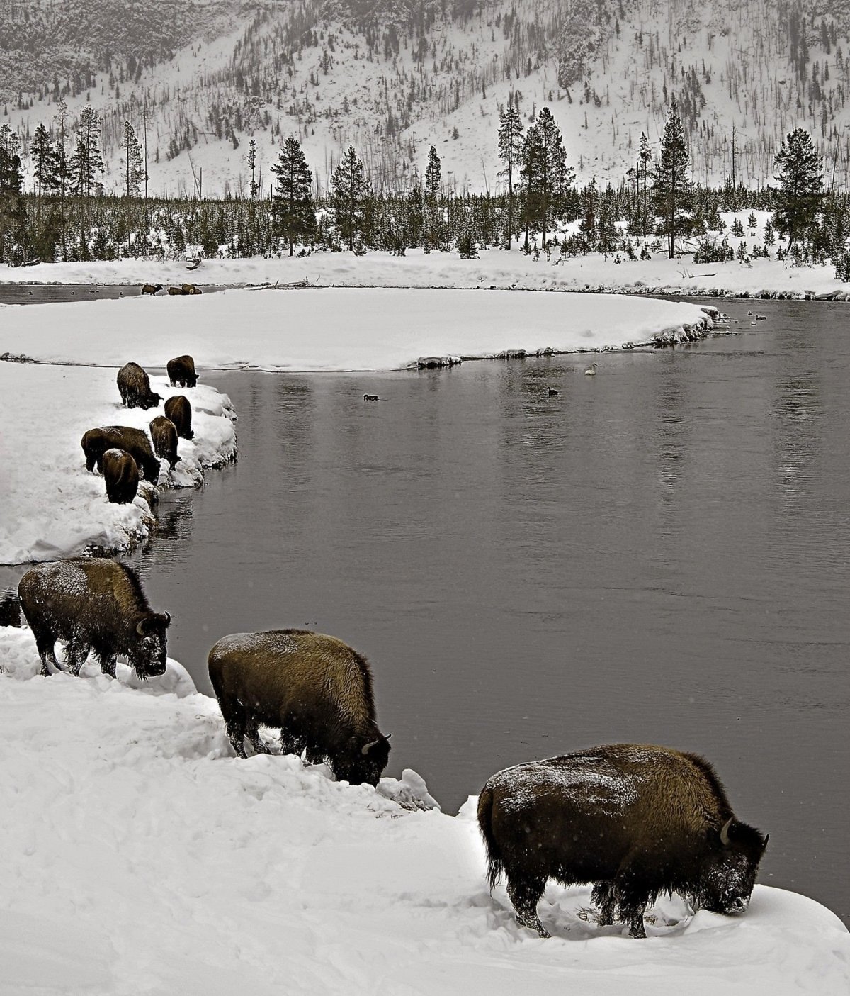 Национальный парк Йеллоустоун фауна