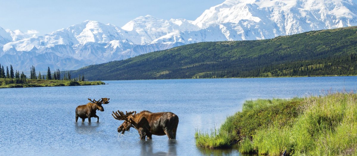 Медведь Гризли на Аляске