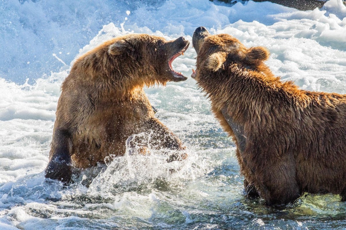 Бурый медведь с Аляски