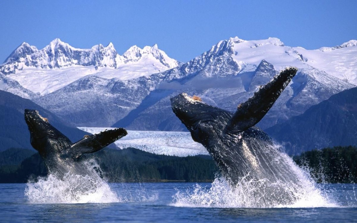 Аляске. Природа. И. животные