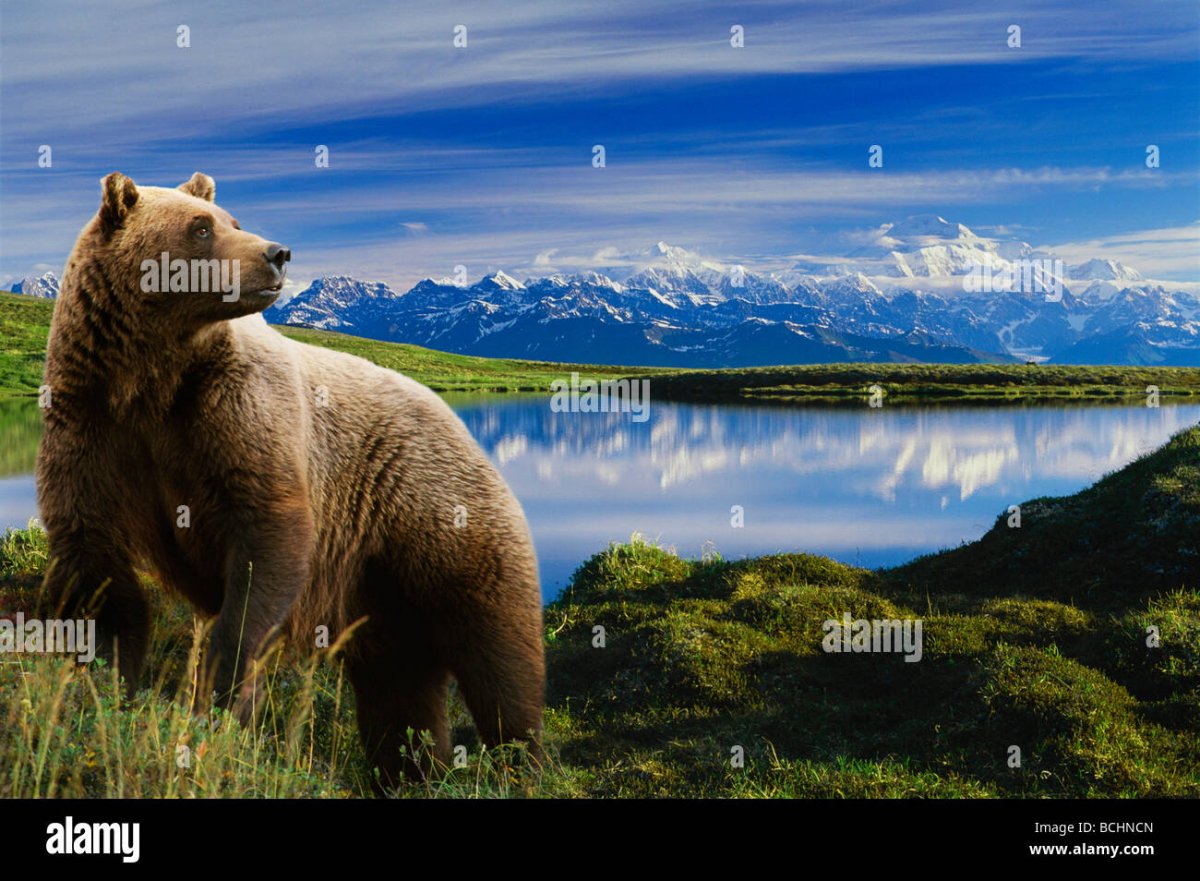 Хаски aesthetic