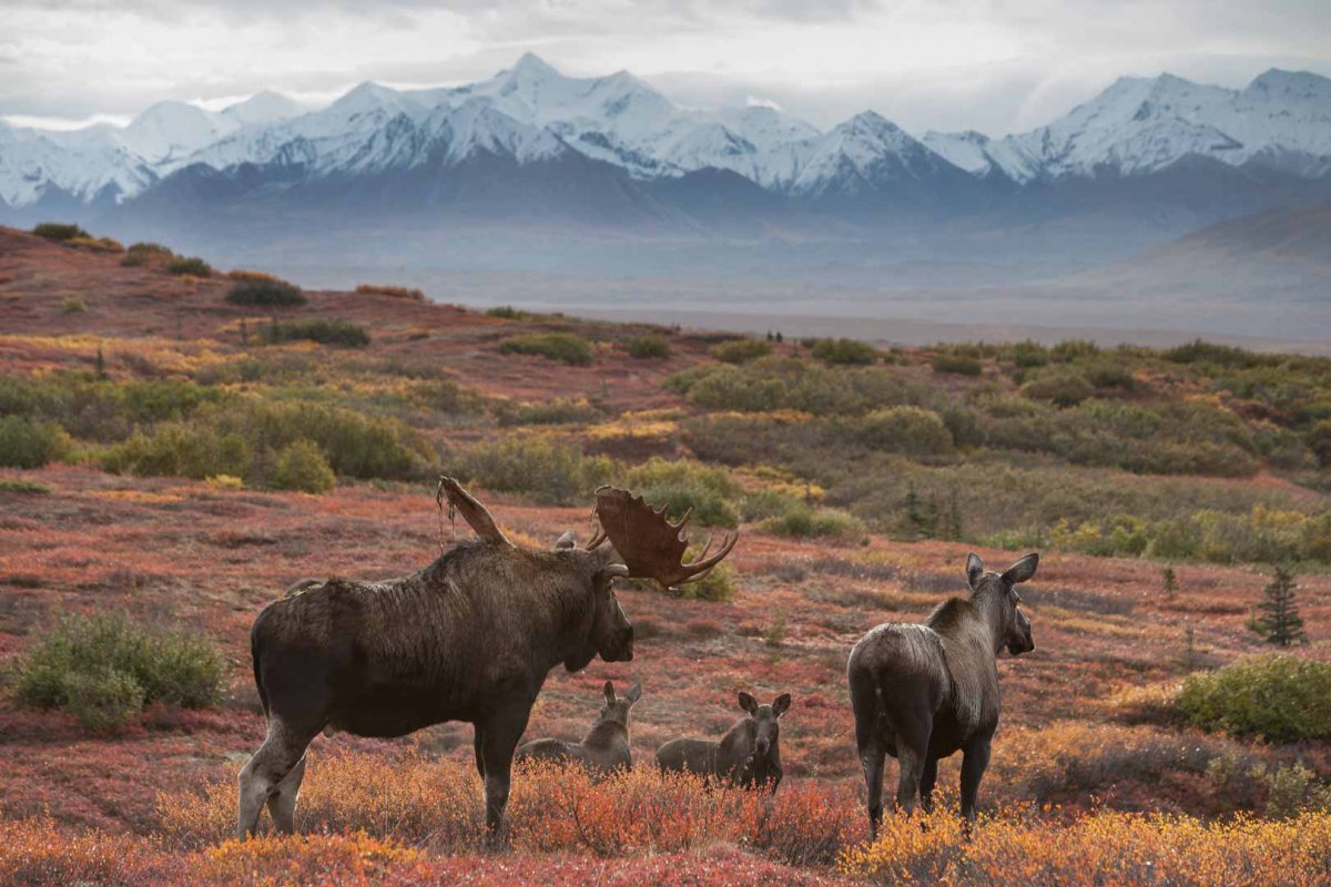 Медведь Гризли в горах
