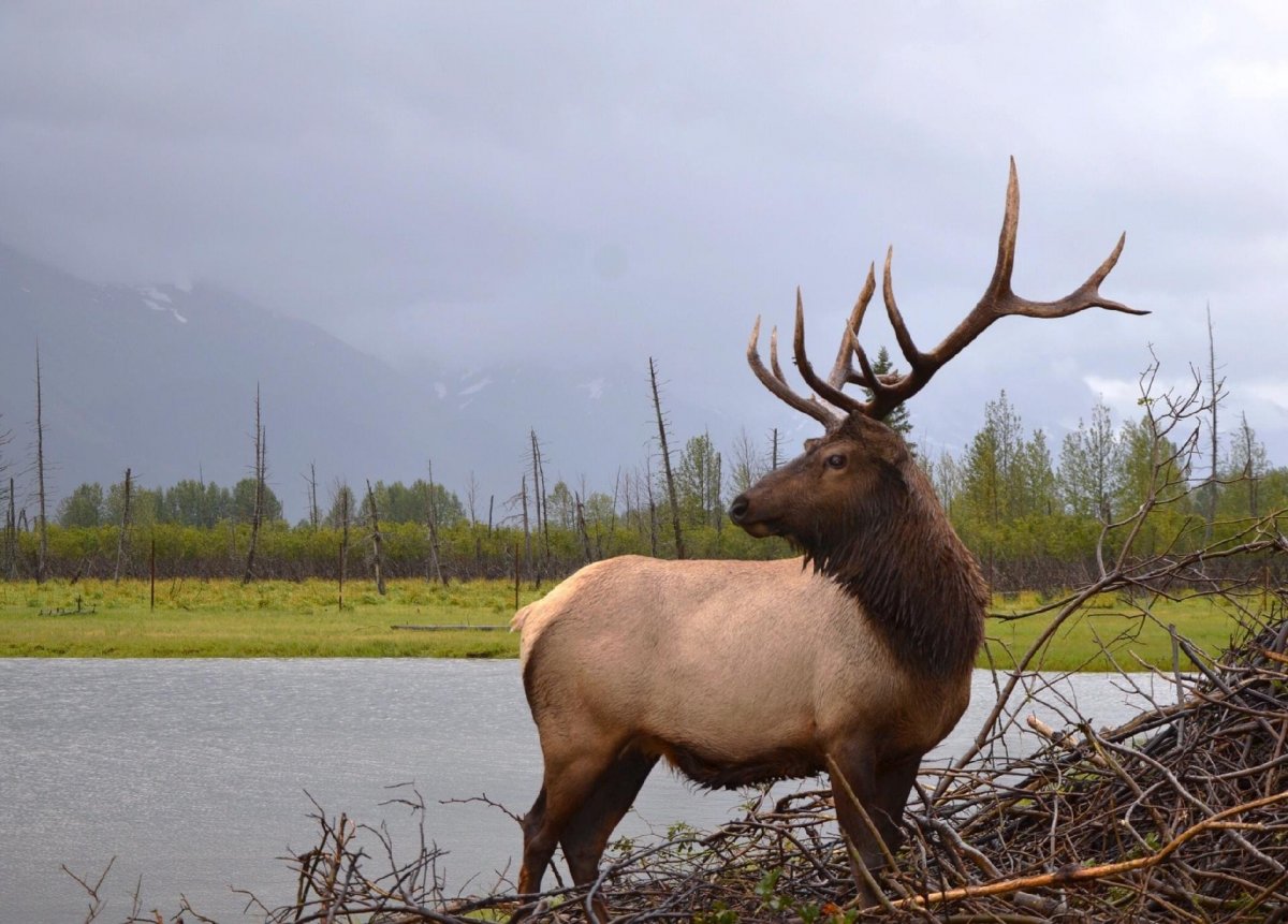 Нац парк Денали Аляска