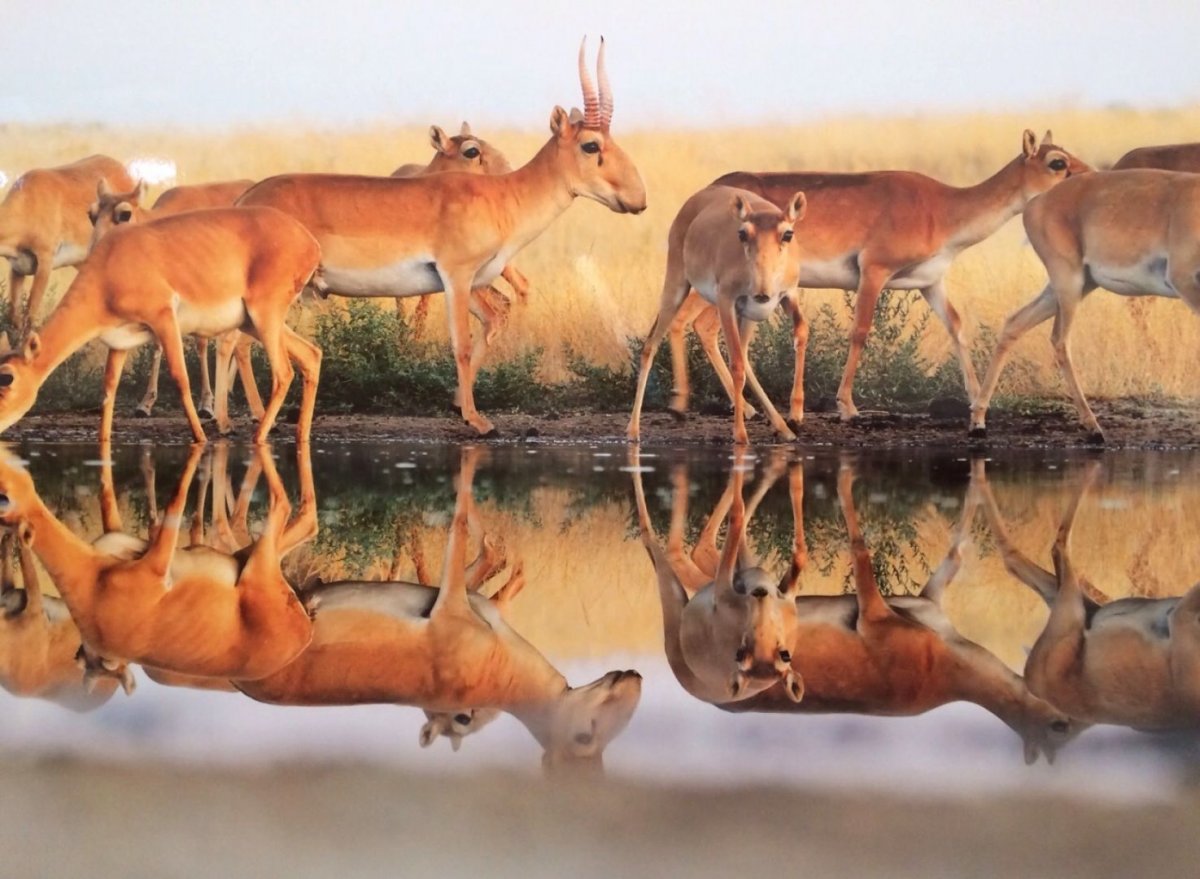 Заповедник Сайгак