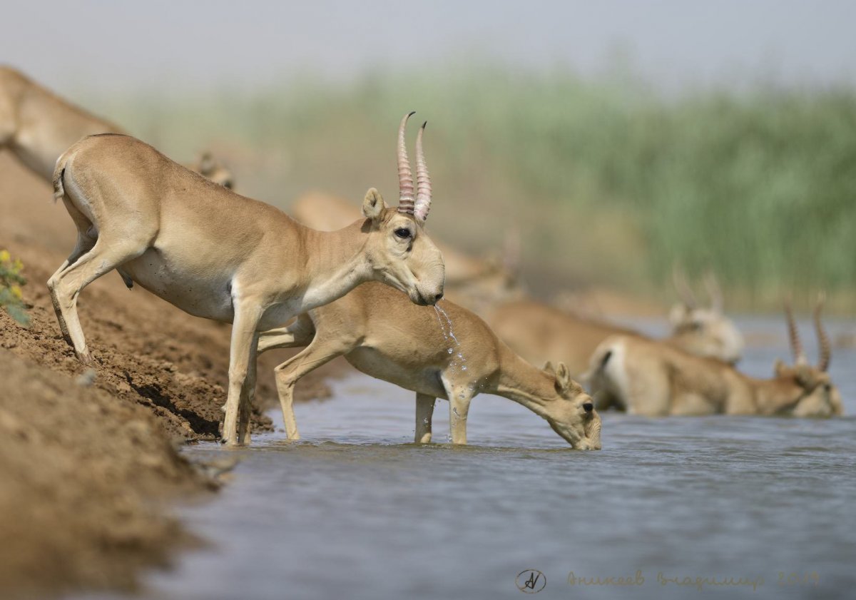 Животные Калмыкии сайгаки