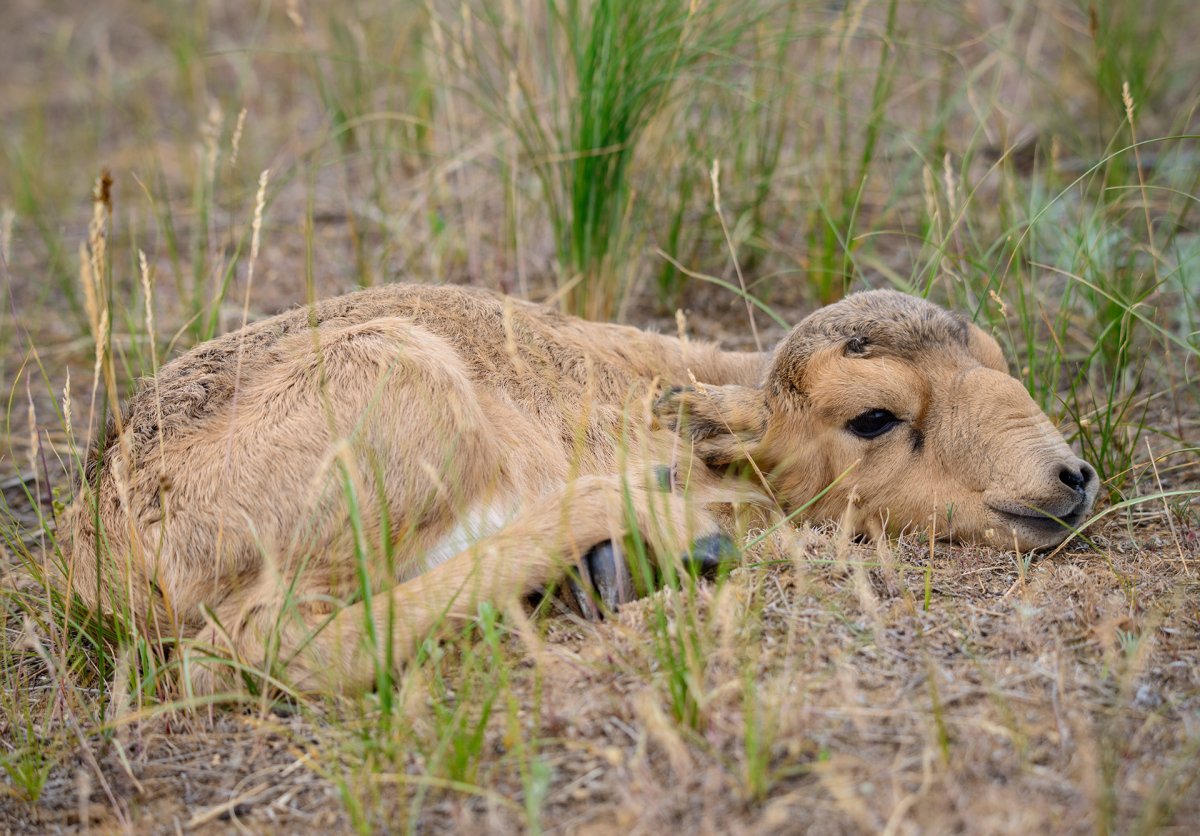 Сайгак баран