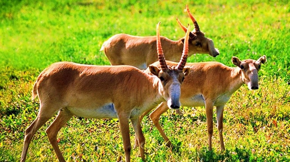 Сайгак ареал