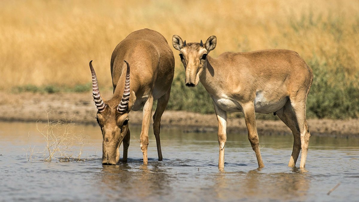 Заповедник черные земли Сайгак