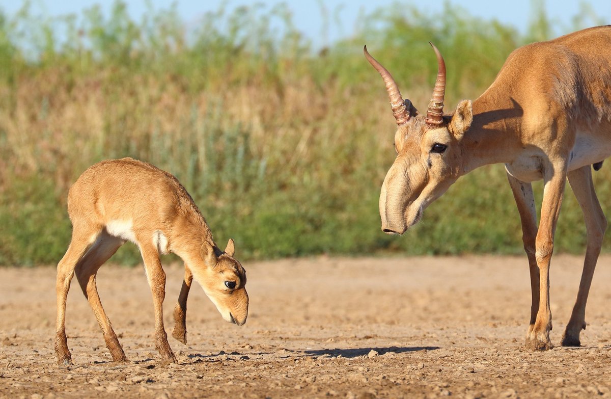 Антилопа Сайга