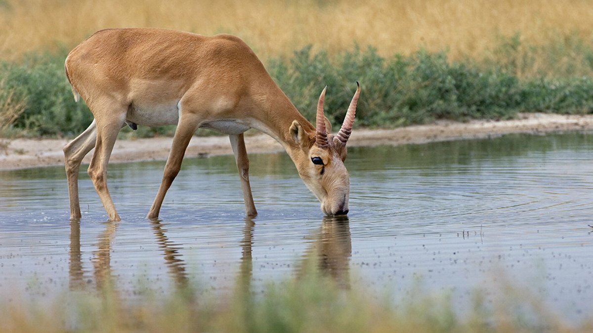 Астраханский Сайгак