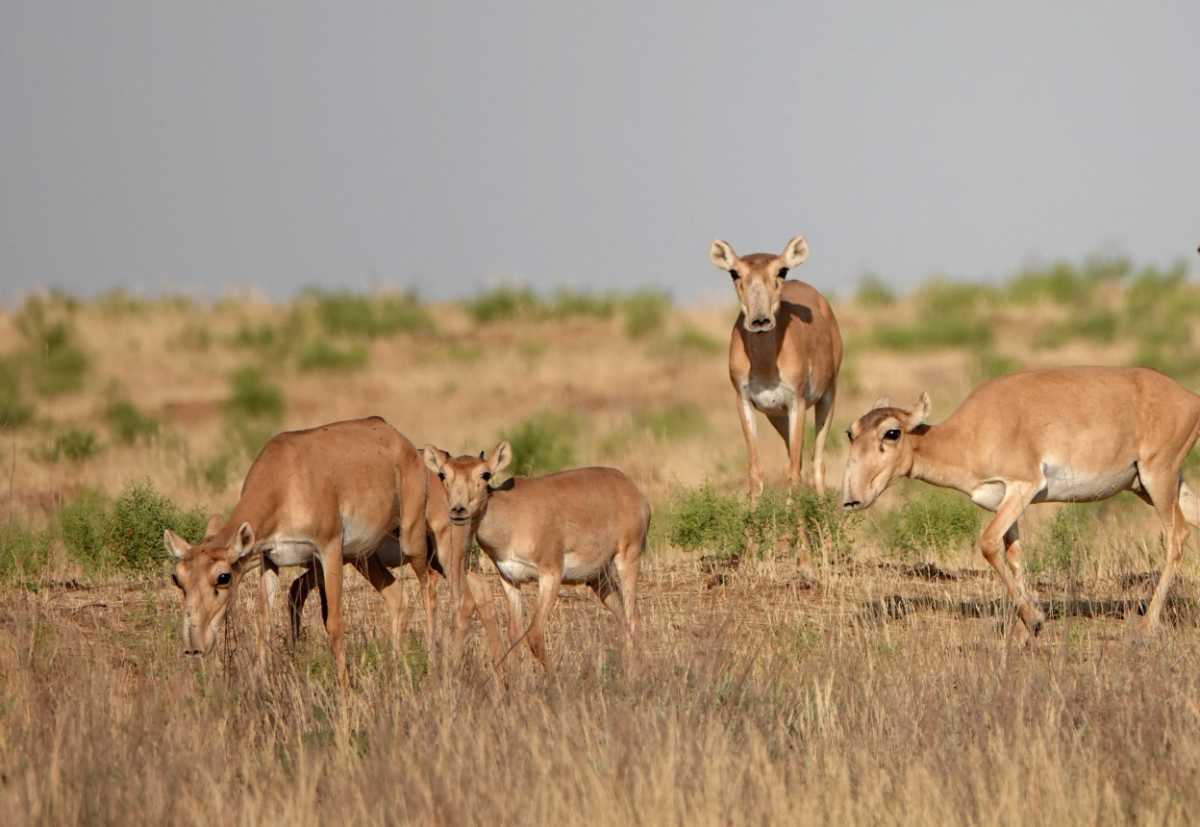 Меклетинский государственный природный заказник