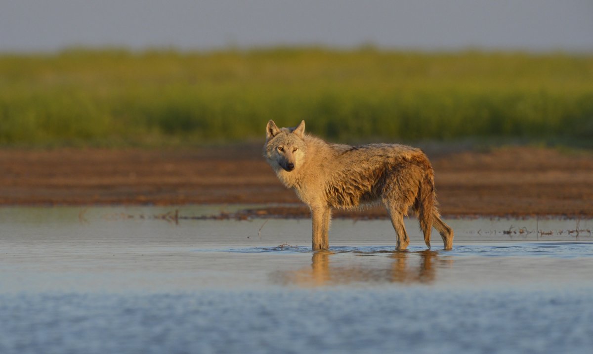 Степной волк Калмыкия