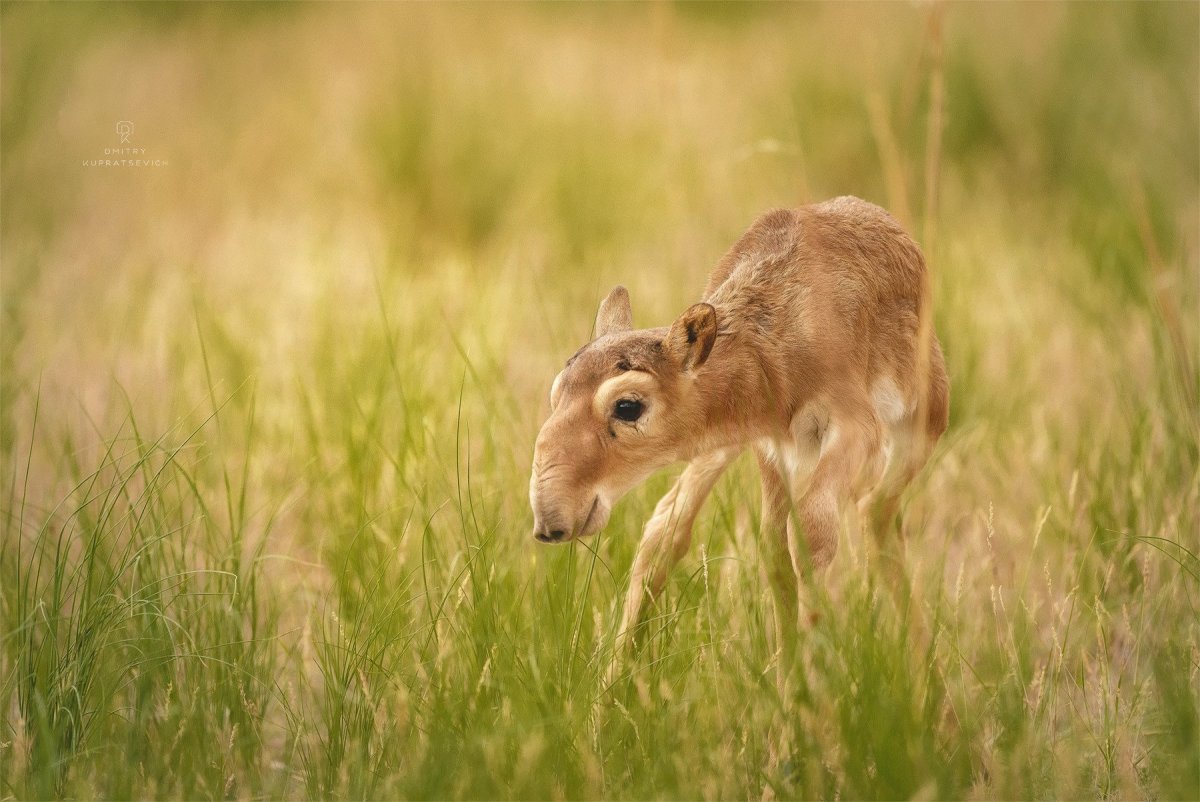 Сайгак и ковыль