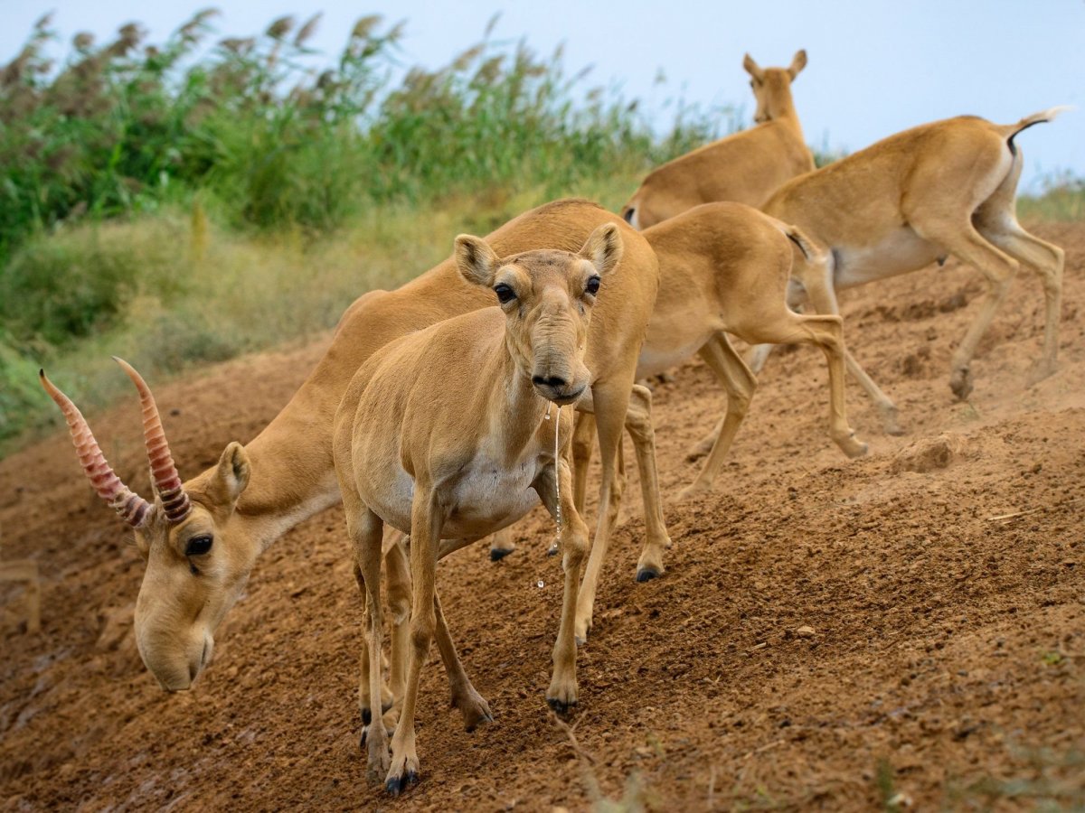 Заповедник черные земли Калмыкия