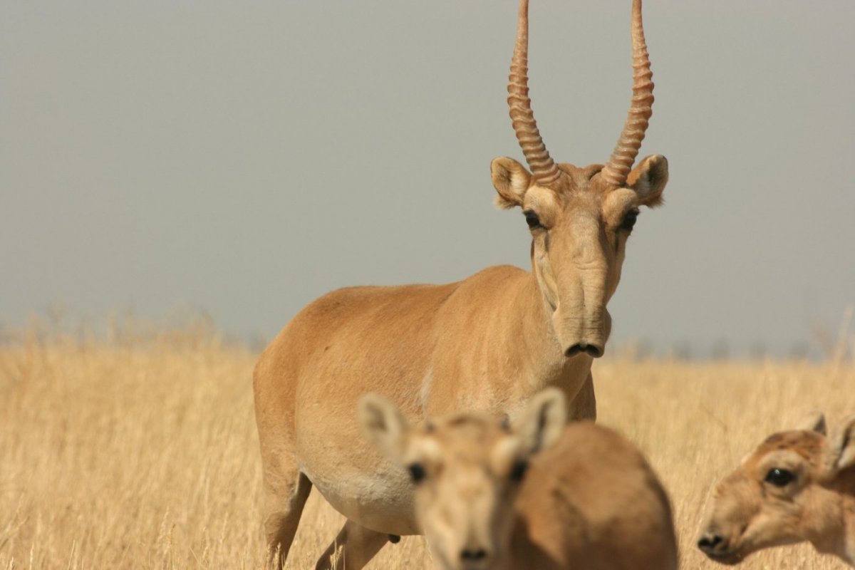 Сайга зверь