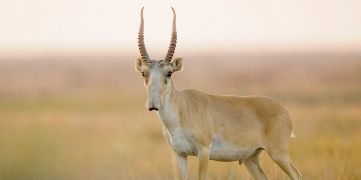 Антилопа Сайга