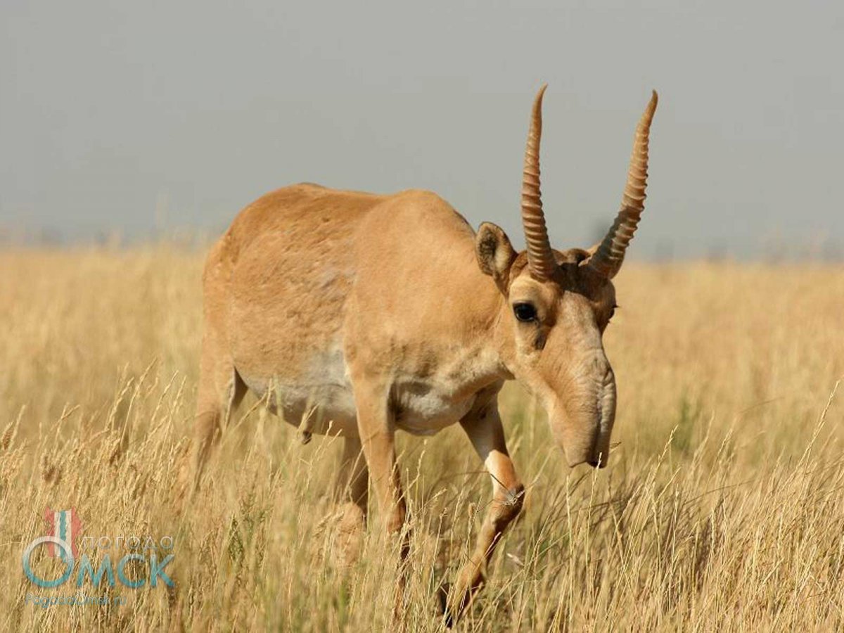 Безрогие сайгаки