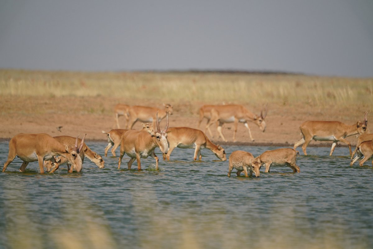 Калмыкия. Заповедник «черные земли» экскурсии