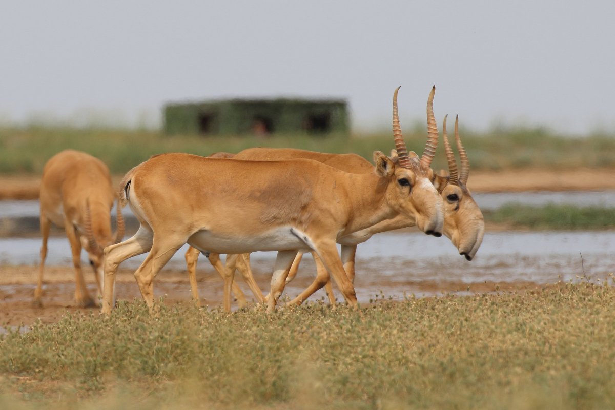 Антилопа Сайга