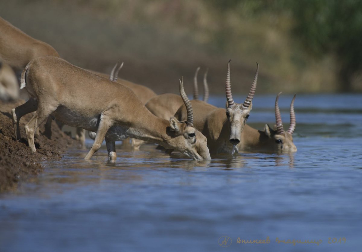 Калмыцкий Сайгак