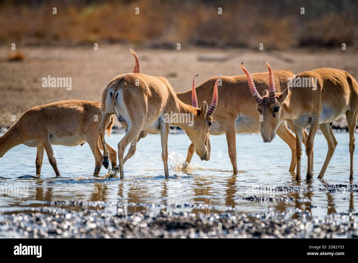 Сайгак древняя антилопа