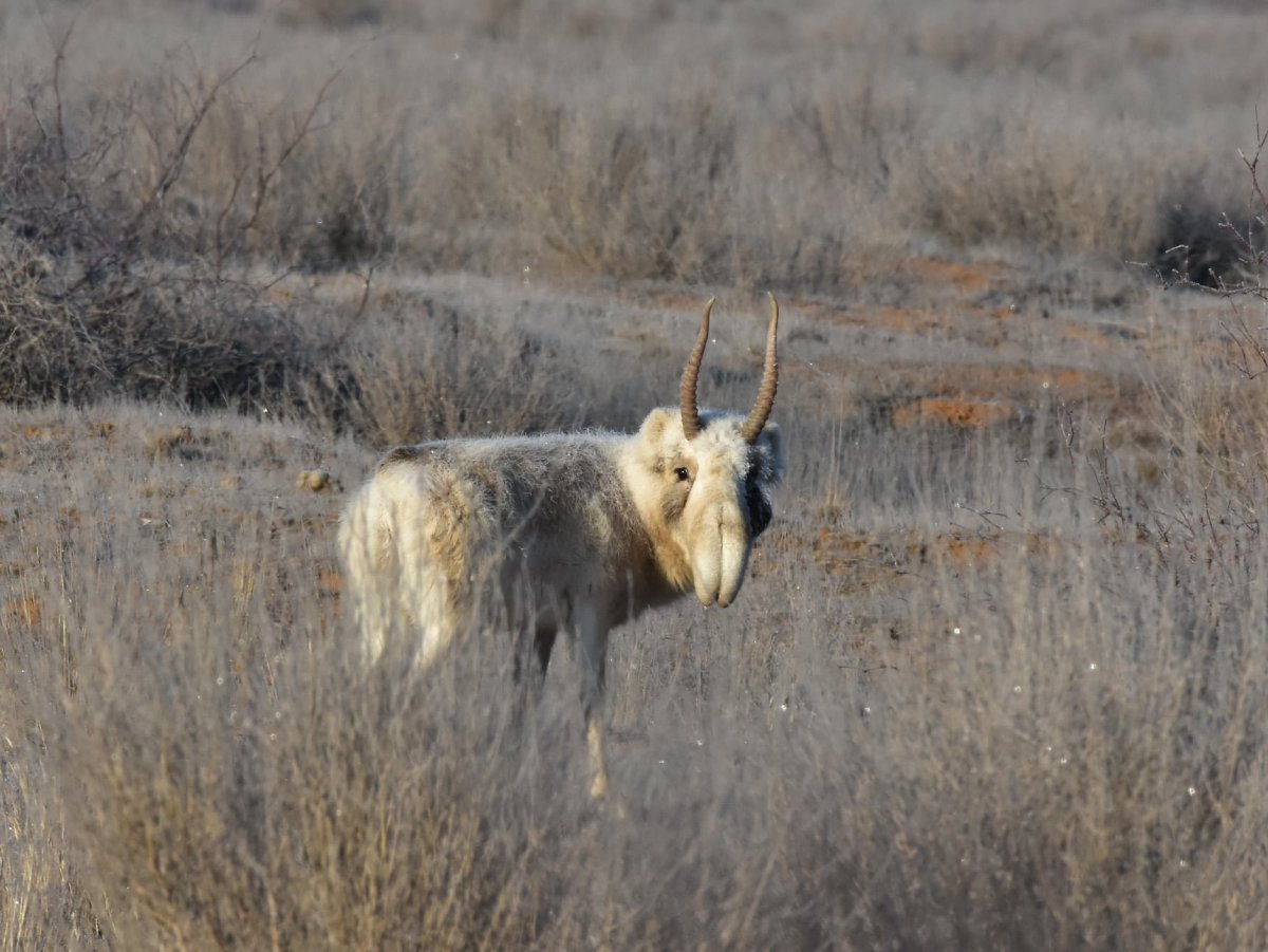 Сайгак альбинос
