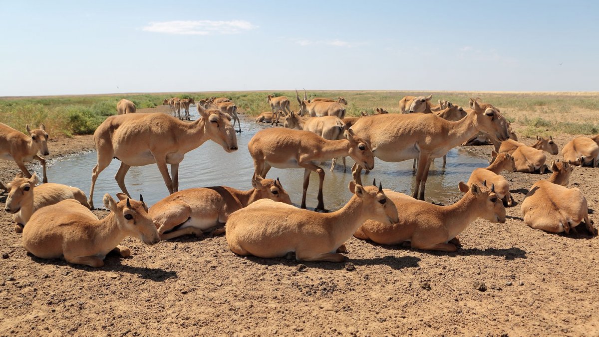 Антилопа Сайгак