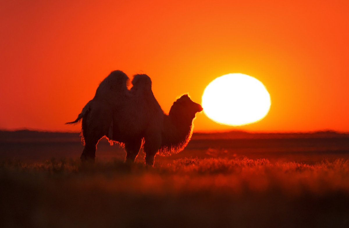 Верблюд на закате