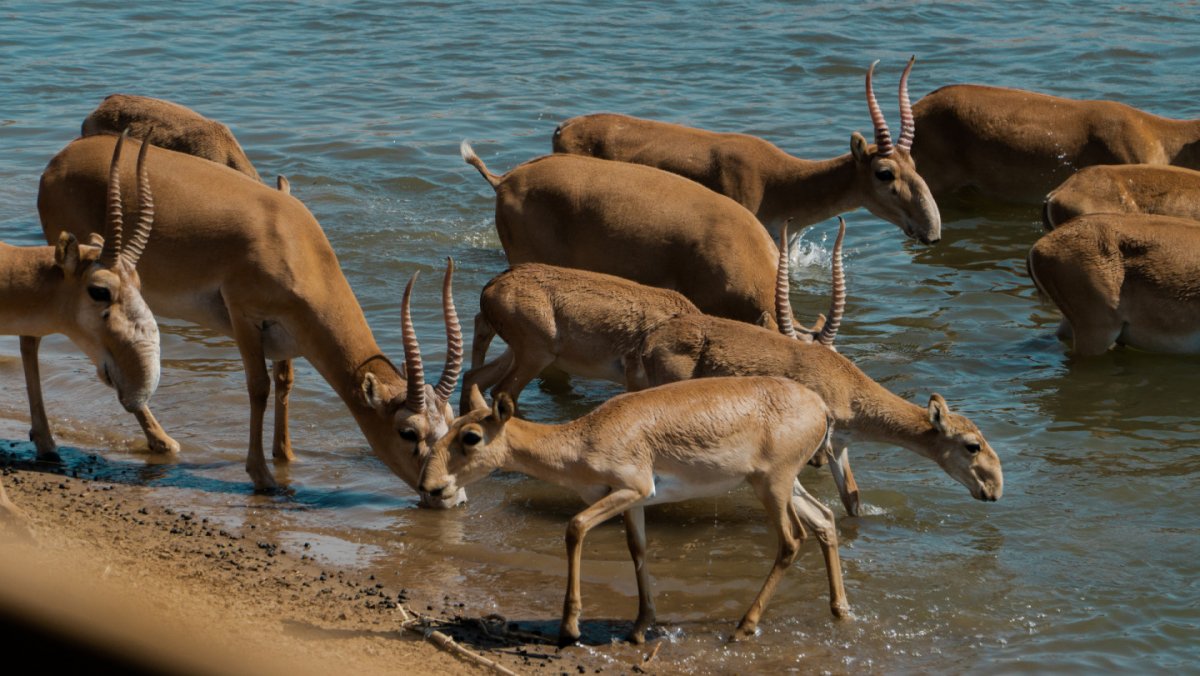 Сайгак пьет