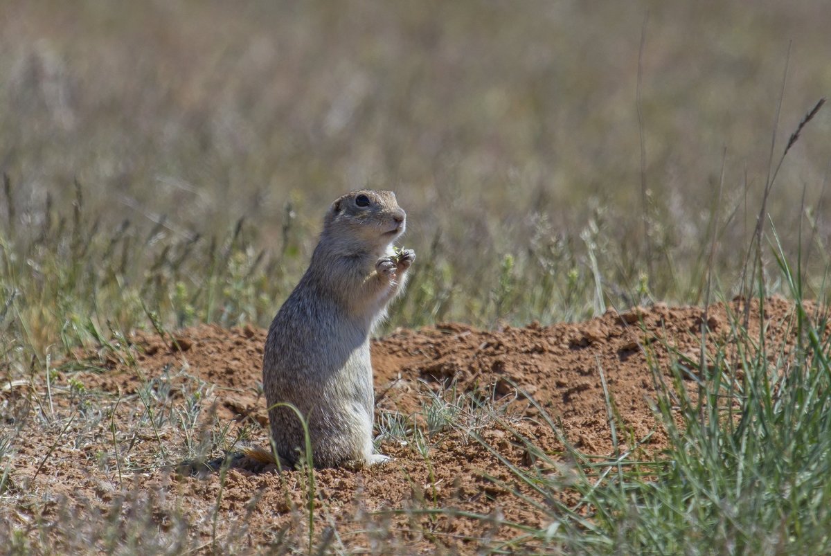 Биосферный заповедник черные земли