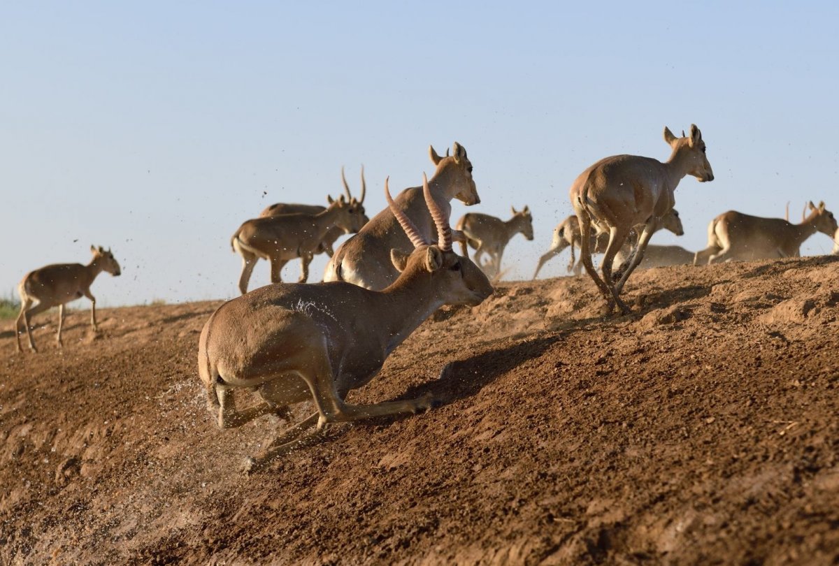 Сайгаки в степи Калмыкии