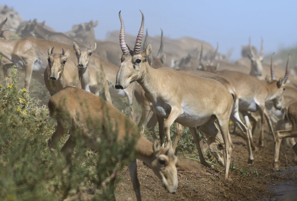 Сайгак в тундре