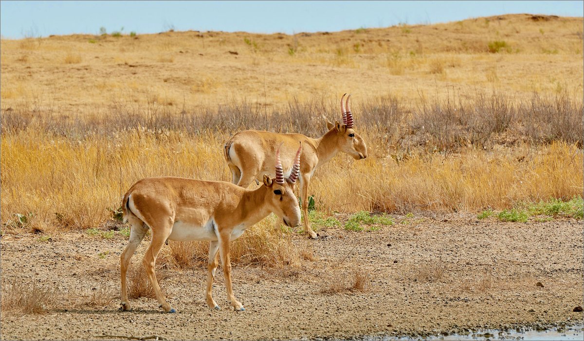 Сайгаки в Калмыкии