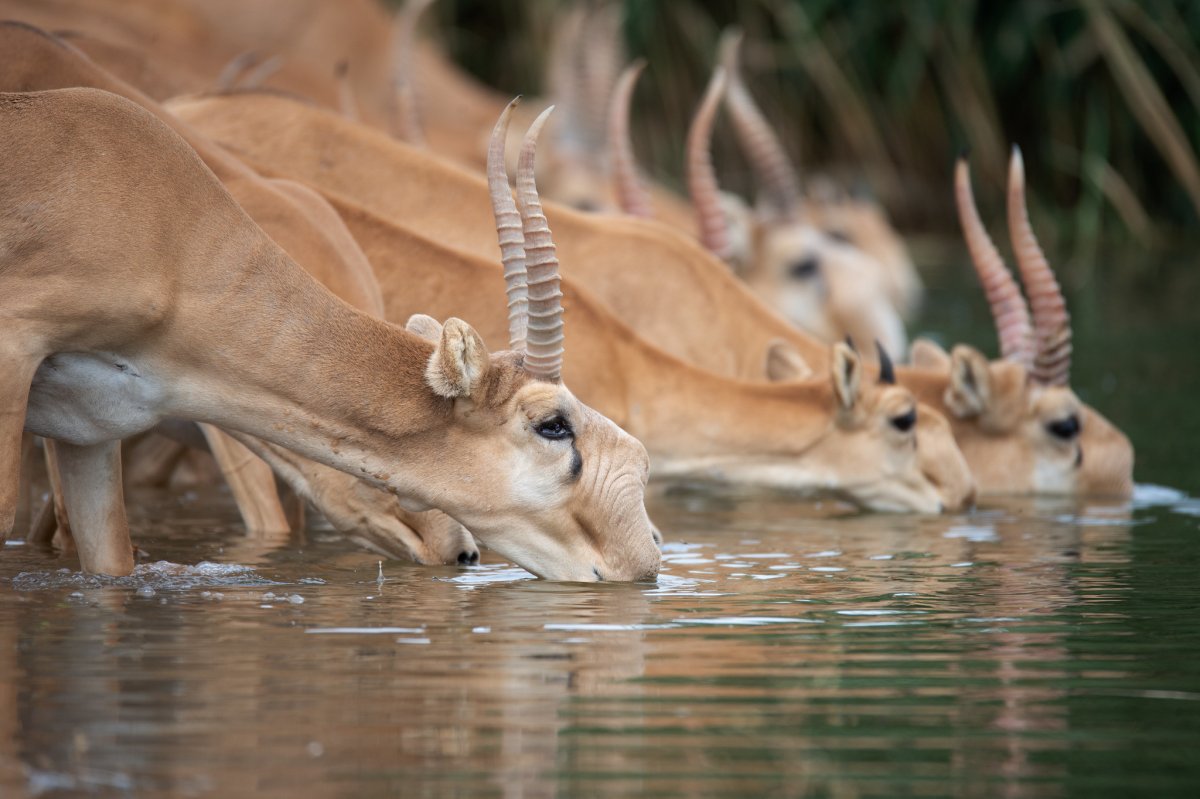 Сайгак Волгоградской области