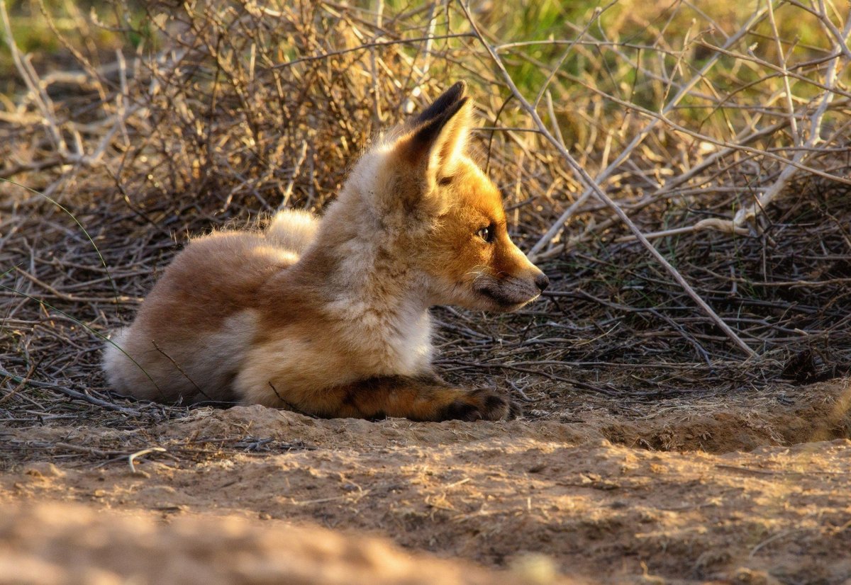 Астраханский заповедник лисицы
