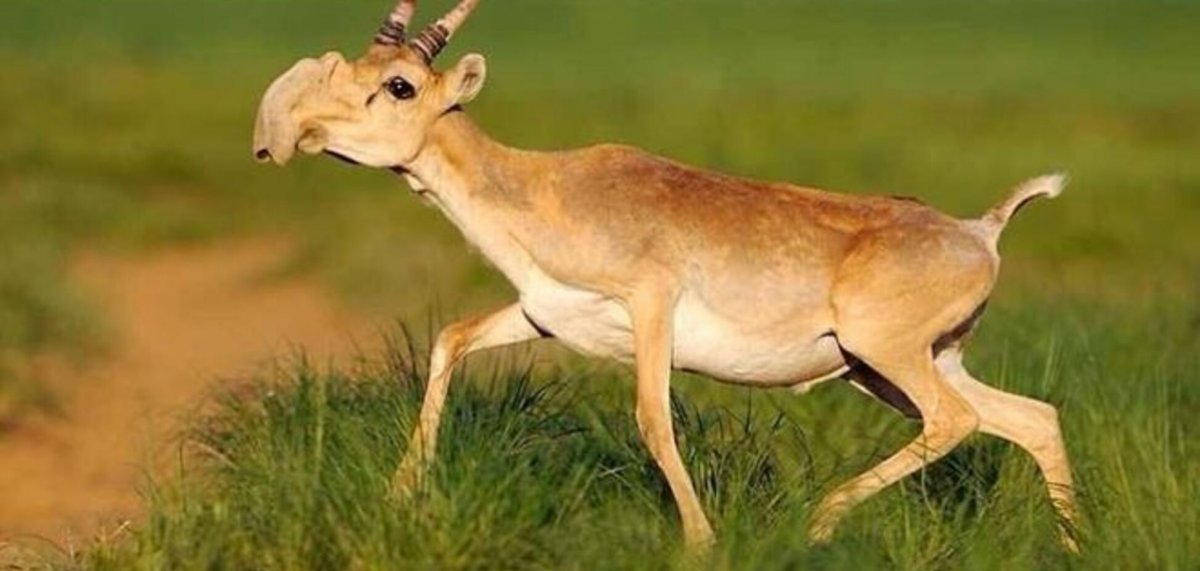 Монгольский Сайгак