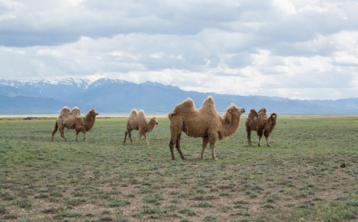 Казахский бактриан