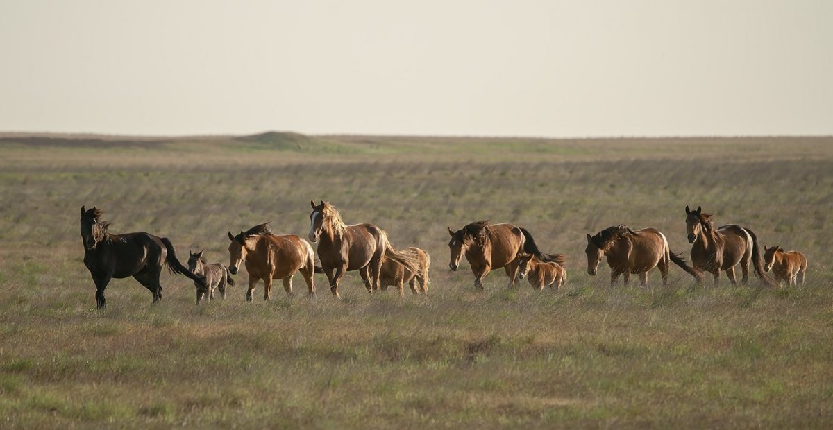Табунное коневодство Калмыкии