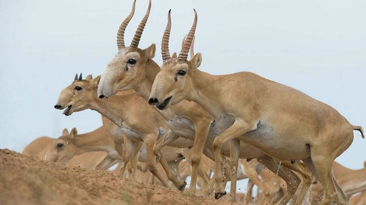 Туркменский Сайгак
