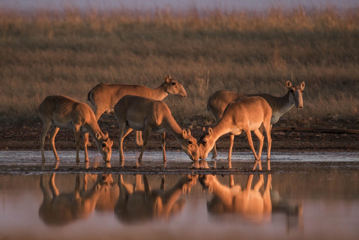 Астраханская область заповедник Степной