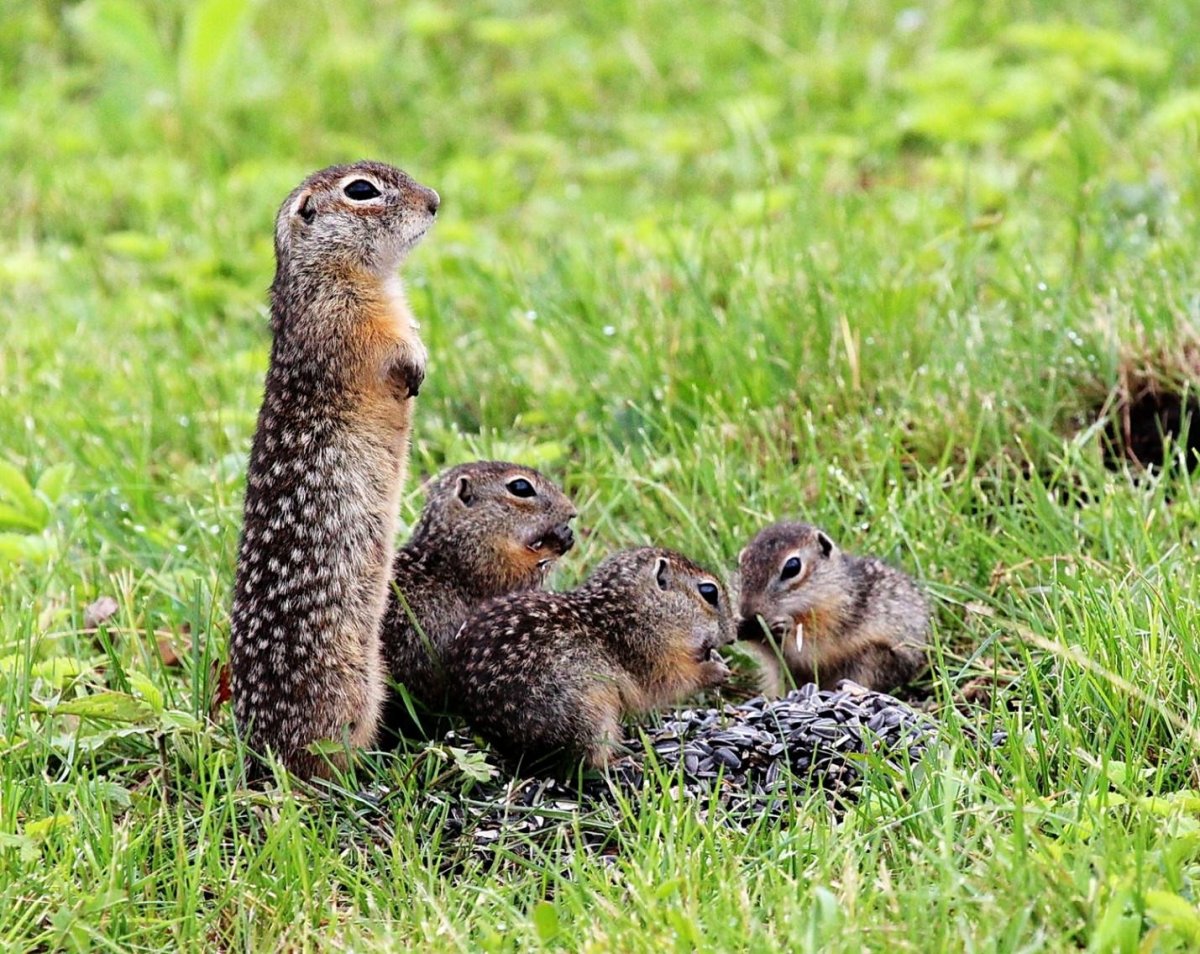 Крапчатый суслик красная