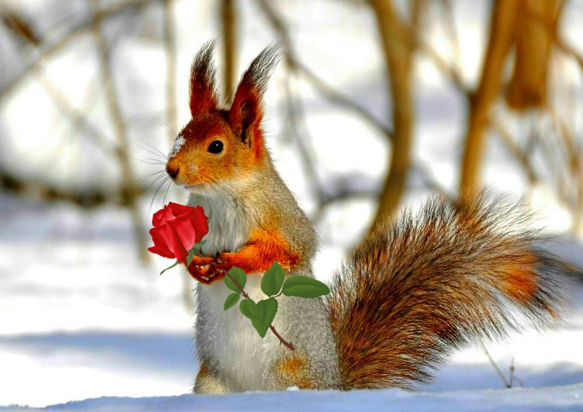 Животные Подмосковья зимой