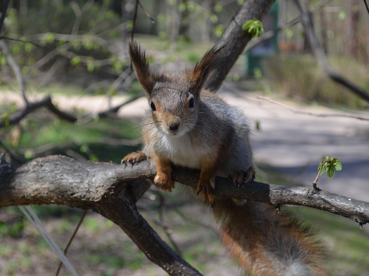 Животные Московской области