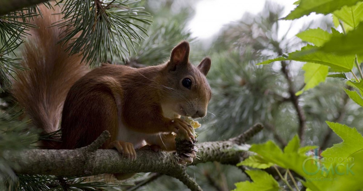 Животный мир Воронежского заповедника